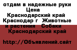 отдам в надежные руки › Цена ­ 1 - Краснодарский край, Краснодар г. Животные и растения » Собаки   . Краснодарский край